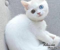 Perfect American Shorthair Ella