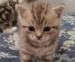 Beautiful American Shorthair Lilli