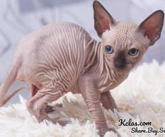 Sphynx kittens