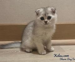 Scottish Fold