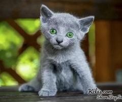 Russian Blue