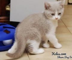 Cute British Shorthair Lucy