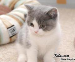 Fantastic British Shorthair Mario