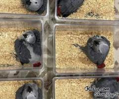 All kind of Parrots chicks and Fertile Parrots Eggs For Sale