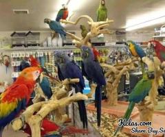 Parrots for sale: African Greys, Cockatoos, Macaws, Amazons