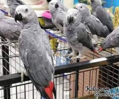 Parrots birds for sale