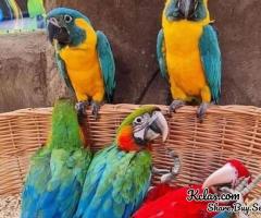 Parrots birds for sale