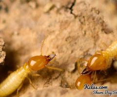 Friendly Pest Control