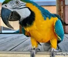 Hand Raised Parrots for Sale
